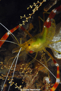 Golden Coral Shrimp -with eggs still inside! by Suzan Meldonian 